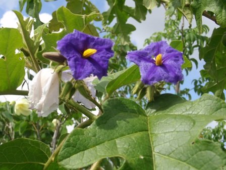 Solanum wrightii-Blue potato tree (5).JPG